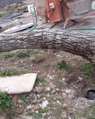 tronchi noce