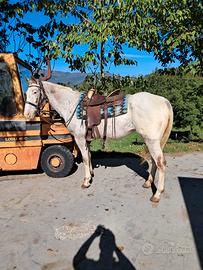 cavallo appaloosa argentino 