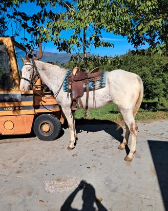 cavallo appaloosa argentino 