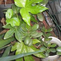 Piantine grasse liguri