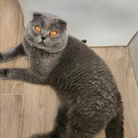 Coppia di scottish fold maschio femmina