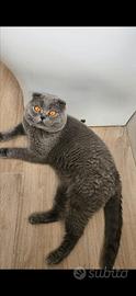 Coppia di scottish fold maschio femmina