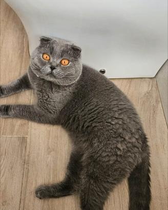 Coppia di scottish fold maschio femmina