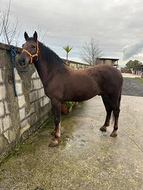 Cavallo castrone argentino