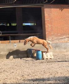 Cavallo