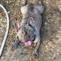 Bulldog francese di 15 mesi