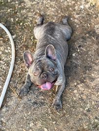 Bulldog francese di 15 mesi