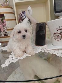 Cuccioli di maltese coreano mini toy