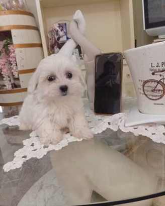 Cuccioli di maltese coreano mini toy