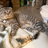 Gatto Scottish Fold per Accoppiamento