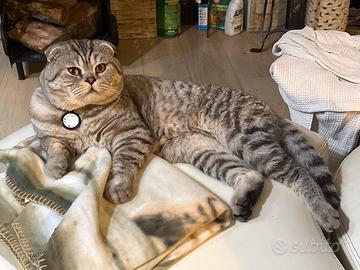 Gatto Scottish Fold per Accoppiamento