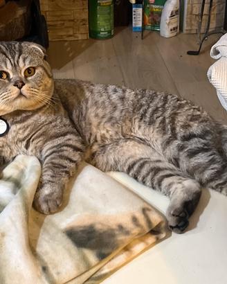 Gatto Scottish Fold per Accoppiamento