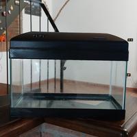 Acquario