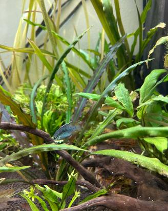 Piante acquario