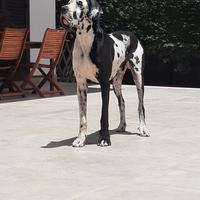 Disponibile per monta - alano