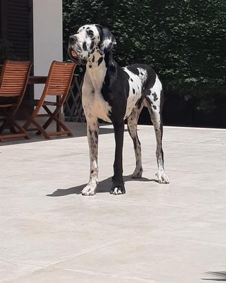 Disponibile per monta - alano