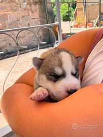 Cuccioli di Siberian Husky Alta Genealogia