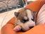 Immagine 1