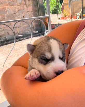 Cuccioli di Siberian Husky Alta Genealogia