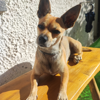 Fidanzato per cagnolina