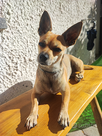 Fidanzato per cagnolina