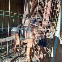 Cane pastore tedesco