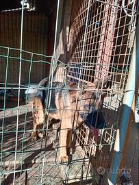 Cane pastore tedesco