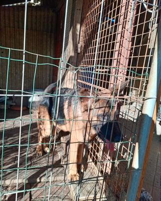 Cane pastore tedesco