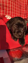 Cucciolondi labrador