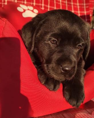 Cucciolondi labrador