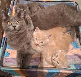 Regalasi cuccioli di gatto