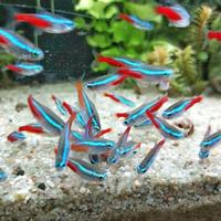 Pesci NEON e CARDINALI