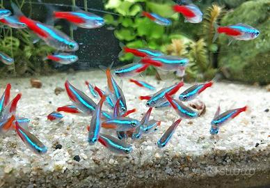 Pesci NEON e CARDINALI