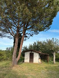 Fauglia (PI) terreno agricolo con annesso