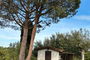 Fauglia (PI) terreno agricolo con annesso