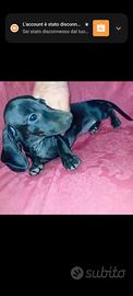 bassottina Total black 