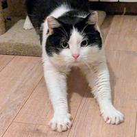 Mau micione timido buono e bello