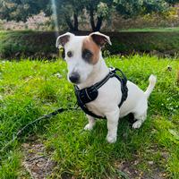 Jack Russel per monta