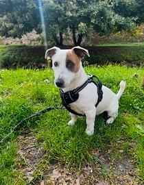 Jack Russel per monta