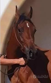 Cavalla Araba gravida