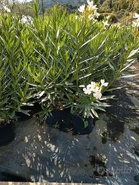 oleandri alti 70 cm in vaso 18