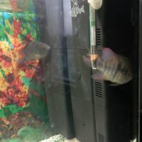 Coppia ciclidi africani