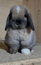 Cucciolo Minilop (Madagascar) - Cremona