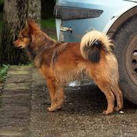 Cuccioli volpino italiano rosso