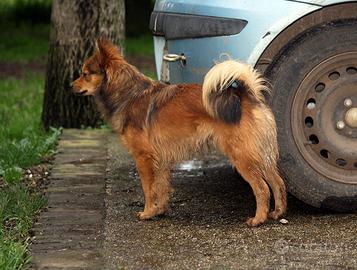 Cuccioli volpino italiano rosso