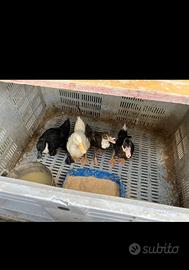 Pulcini marans , araucana , nane