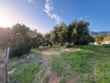 Terreno edificabile, uliveto e deposito | CAPRIOLI