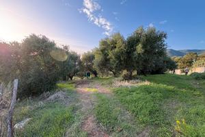 Terreno edificabile, uliveto e deposito | CAPRIOLI