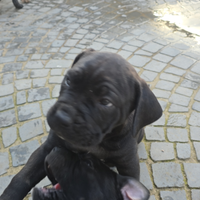 Cucciolo di cane corso taglia grande