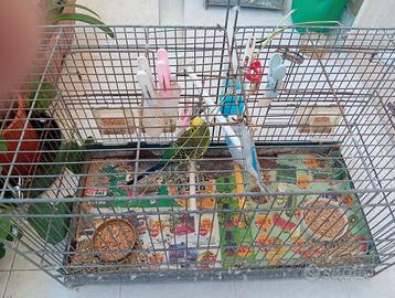 Disponibili coppia di cocorite riproduttive.10 eur